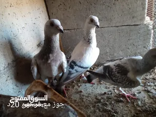  2 حمام جواز شغالات