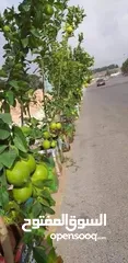  9 زراعة الحدائق