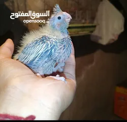  2 فراخ كوكتيل للزق اليدوي