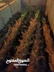  7 نخل وشنطني ونخل عربي