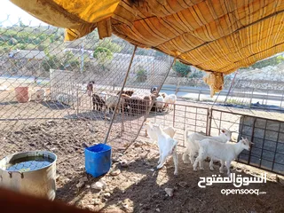  6 ماغز لاتينو جامبو وسيناني الاول في العالم للحليب