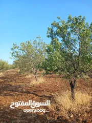  9 مزرعه أربعه دونم مشيكه بالكامل ارض زراعيه وبيت ريفي غرفتين وحمام ومطبخ صغير وباربكيو وساحه واسعه