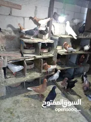  2 طير حمام للبيع في عوجان حي الملك طلال للبيع للاستفسار