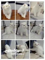  5 Persian kitten