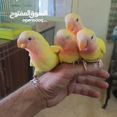  7 ماشاء الله لا قوة إلا بالله