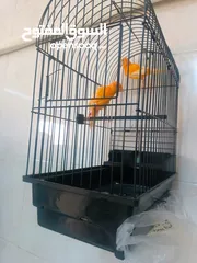  6 كنار احمر للبيع