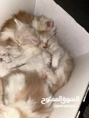  3 كيتن مكس شيرازي وانجورا تركي العمر شهرين  Kitten Shirazi mix Angora, two months old