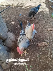  6 ديك بلدي في سعر 7.99 دينار سعر محروق العمر 8شهور