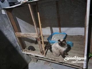  19 قفص مستعمل يدوي متر ونصف في 80 سم.................................................................
