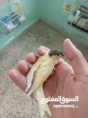 23 اقرى الوصف