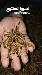  4 melworms alive and SuperWorms alive Click to watch the video