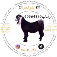  1 ذبايح انتاج الكويت الاب نعيمي الام شفالي