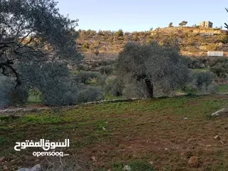  3 أرض تصنيف أ زيتون