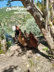  1 بيت دجاج براهيم وباكستاني