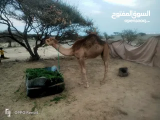  3 علان عن بيع حاشي رضيع