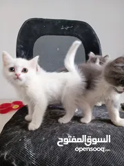  4 قطط صغار مون فيس عمر 3 شهور
