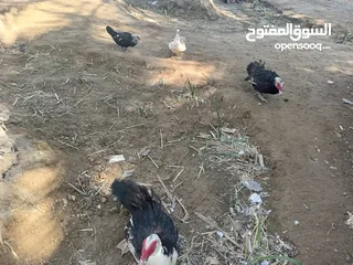  3 بط مصري منتجات