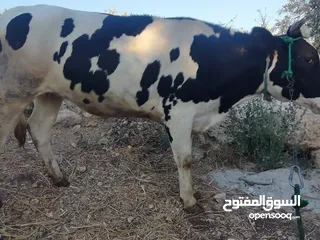  1 بكيره عشار 4 شهور ونص