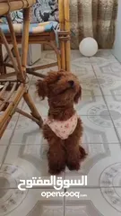  4 Toy Poodle female
