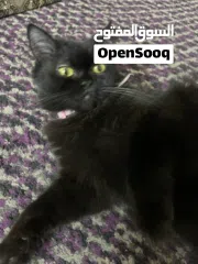  2 القطه : للتبني / free  عمر 9 شهور جنس/ انثى