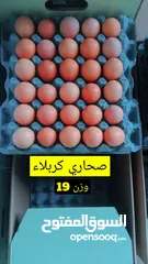  1 بيض عراقي طازج