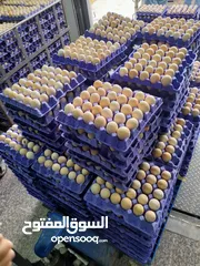  3 صوص لاحم . تسمين / بيض تفريخ لاحم