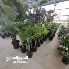  11 تفصيل قواوير فايبر جلاس بشكل عصري أنيق  زراعة وتسميد النباتات الداخلية والخارجية بإشراف مهندسين
