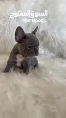  8 Female French Bulldog