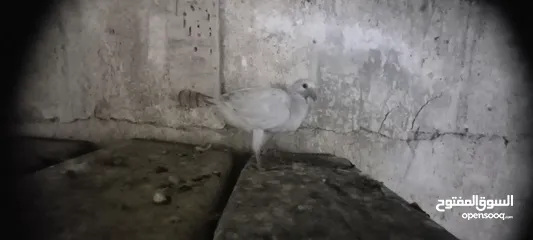  6 جواز حمام شغاله  للبيع  الكوم  17 حبه سعر الحبه دينارين من الاخر