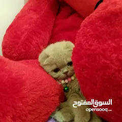  7 قطة سكوتش تربل فولد لون ليلكي من اجمل انواع السكوتش العمر شهرين صحة ممتازه
