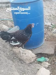  4 ديك سايكس بورسلان