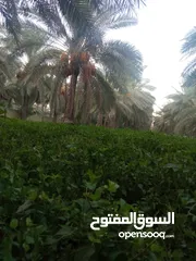  7 بستان دونم سند 25كافة الخدمات ماء كهرباء واجهة 52متر  مسيج ومزروع مقابل المنتجعات السياحية