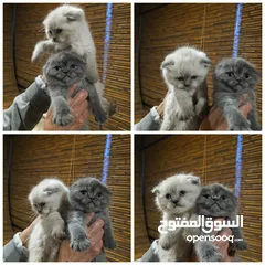  5 قطط سكوتش فولد مميزة للبيع ب سعر مغري جدا