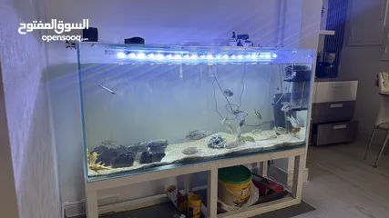  1 151x45cm fish tank