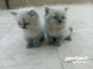  4 قطط هملايا للبيع ذكر وأنثى العمر شهر ونص لعوبات