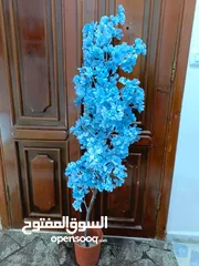  15 أشجار لوزيات أغصان طبيعي