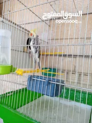  9 ببغاء كوكتيل ذكر وانثى مع قفص