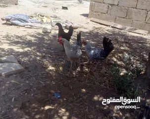  2 فرخات بلدي البيع