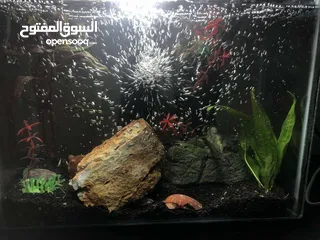  2 سمكة فايتر مع حوض مقابل طير روز اليف