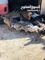  4 19 فرحه  بصلات علا النبي