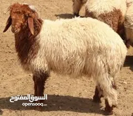  3 مطلوب ممول لمشروع  في باذن الله في تربية الغنام