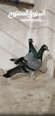  4 حمام شلبي جواز نخب أول