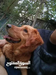  5 كلب جولدين ريتريفر للبيع بسعر مميز جداا