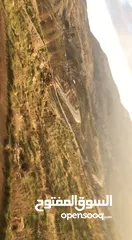  5 BEAUTIFUL LAND IN SANINE  عقار مميز في  سفح جبل صنين