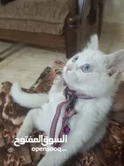 8 قط للبيع لعوب وحنون