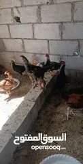  4 جاج بلدي للبيع