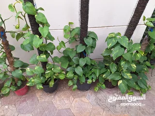  12 Plants for sale