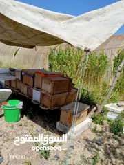  2 نحل بحالة ممتازة للبيع بسعر حررق .....