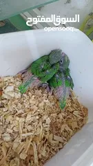  1 green parrot