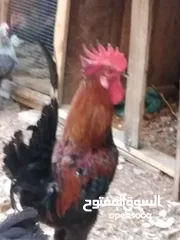  1 دجاج للبيع